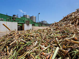 Le Simon harvested sugar cane&nbsp;hochgeladen von&nbsp;anonym, 14.05.2024