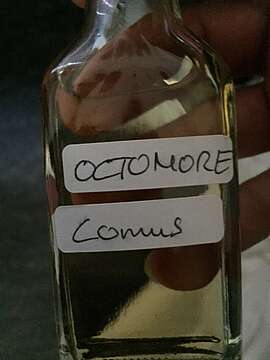 Octomore Comus 04.2