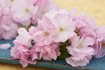 Roku Gin: Sakura flower&nbsp;hochgeladen von&nbsp;anonym, 05.10.2021