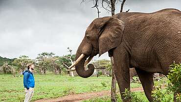 Elephant Gin Big Life Foundation Robin Gerlach&nbsp;uploaded by&nbsp;Ben, 07. Feb 2106