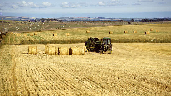 Barley Field in the Lowlands