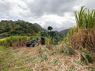 Neisson sugar cane field&nbsp;hochgeladen von&nbsp;anonym, 11.04.2024