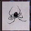 Profile picture of  Black_Spider