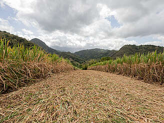 Neisson sugar cane field&nbsp;hochgeladen von&nbsp;anonym, 11.04.2024