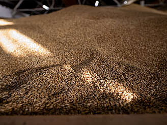The Balvenie barley&nbsp;hochgeladen von&nbsp;anonym, 14.11.2023